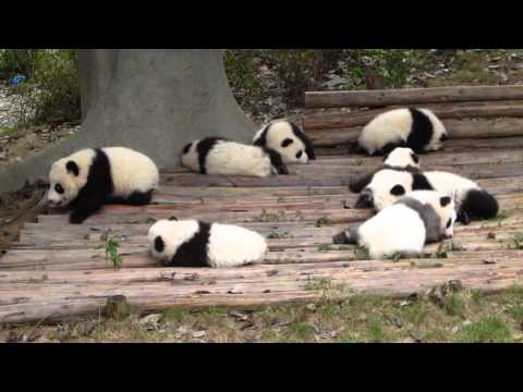 Bayi Panda Lucu YouTube Bayi Panda Lucu YouTube