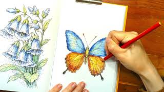 How to Color a Butterfly 🦋✨ | Relaxing Colored Pencil Tutorial Step by Step | Sundana Coloring #art