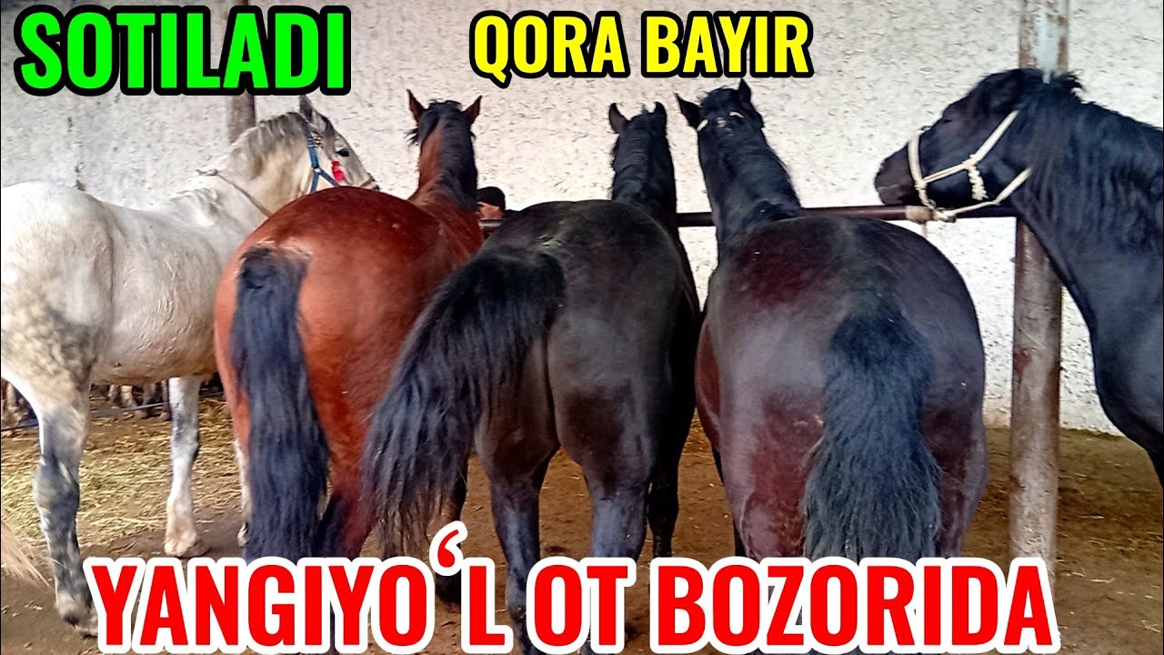 YANGIYOʻL OT BOZORIDAGI BUGUNGI NARXLAR DAXSHAT BOʻLDI 🐎🐎🐎🐎🐎🐎