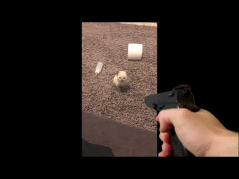 CAT EXPLODE