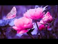 Soothing piano music for stress relief  528hz frequency  miracle healing frequency  positive vibe