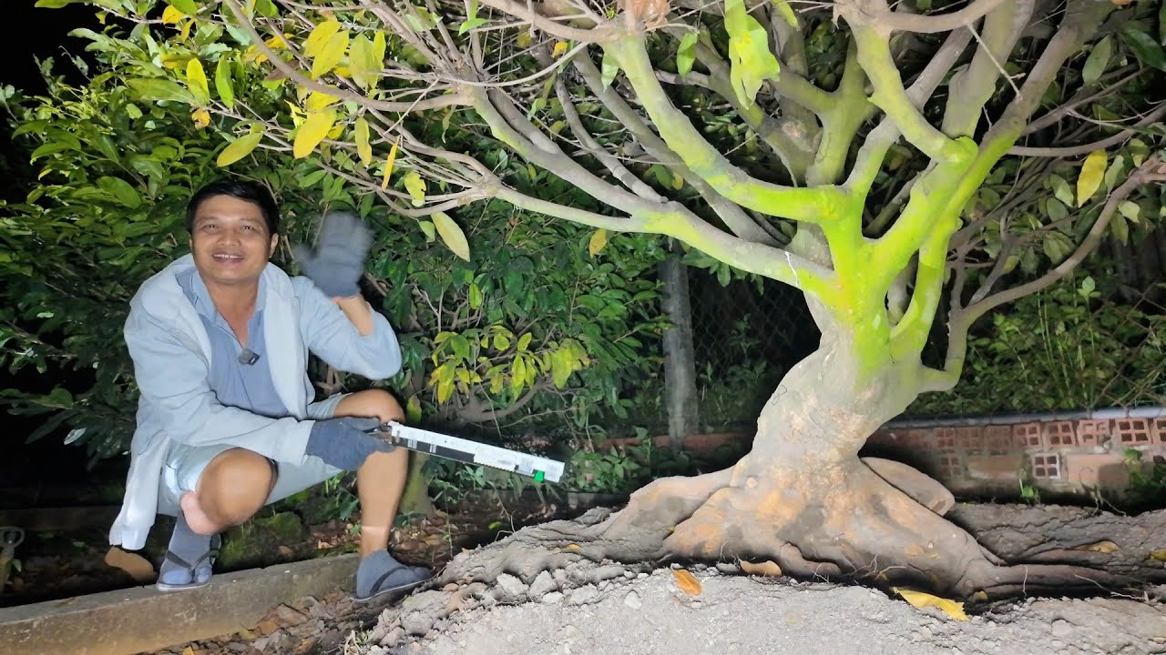 Hướng dẫn tạo dáng 10 cây mai bonsai khủng Thành Công báo giá trong đêm VƯỜN MAI RẮN ở chân cầu Xáng