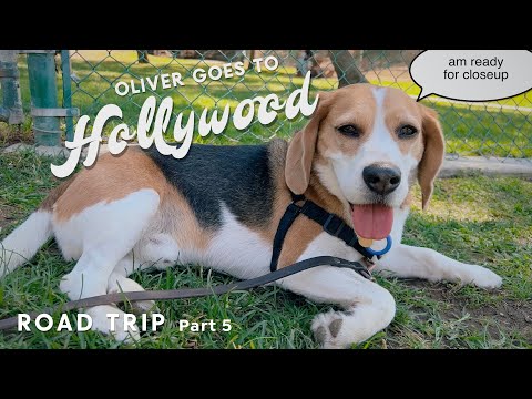 Βίντεο: 25 Beautiful Beagles θέλουμε να φέρουμε σπίτι