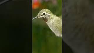 Cute little birds#youtubeshorts#animal's life#subscribe 👍