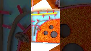 🐹 Pool Maze for Hamster - Rainbow Pyramid Escapes Maze Lego Land  Level 3