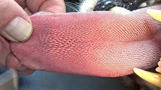 Ne le Laisse Jamais te Lécher ! Beaucoup de Gens ne Savent Pas de Quoi il est Capable