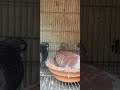 #kobutor #pigeon #mipur #viralvideo