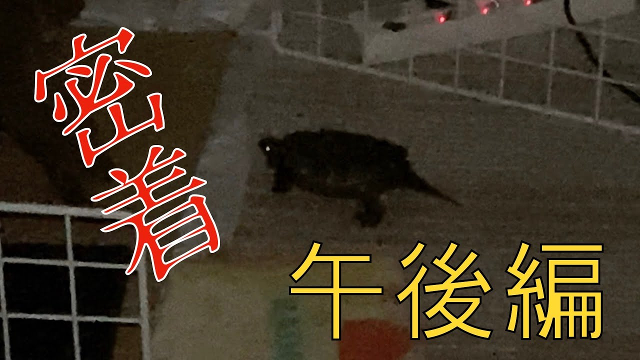【午後編】放し飼いイシガメのとある一日　Daily routine of my turtle【PM】