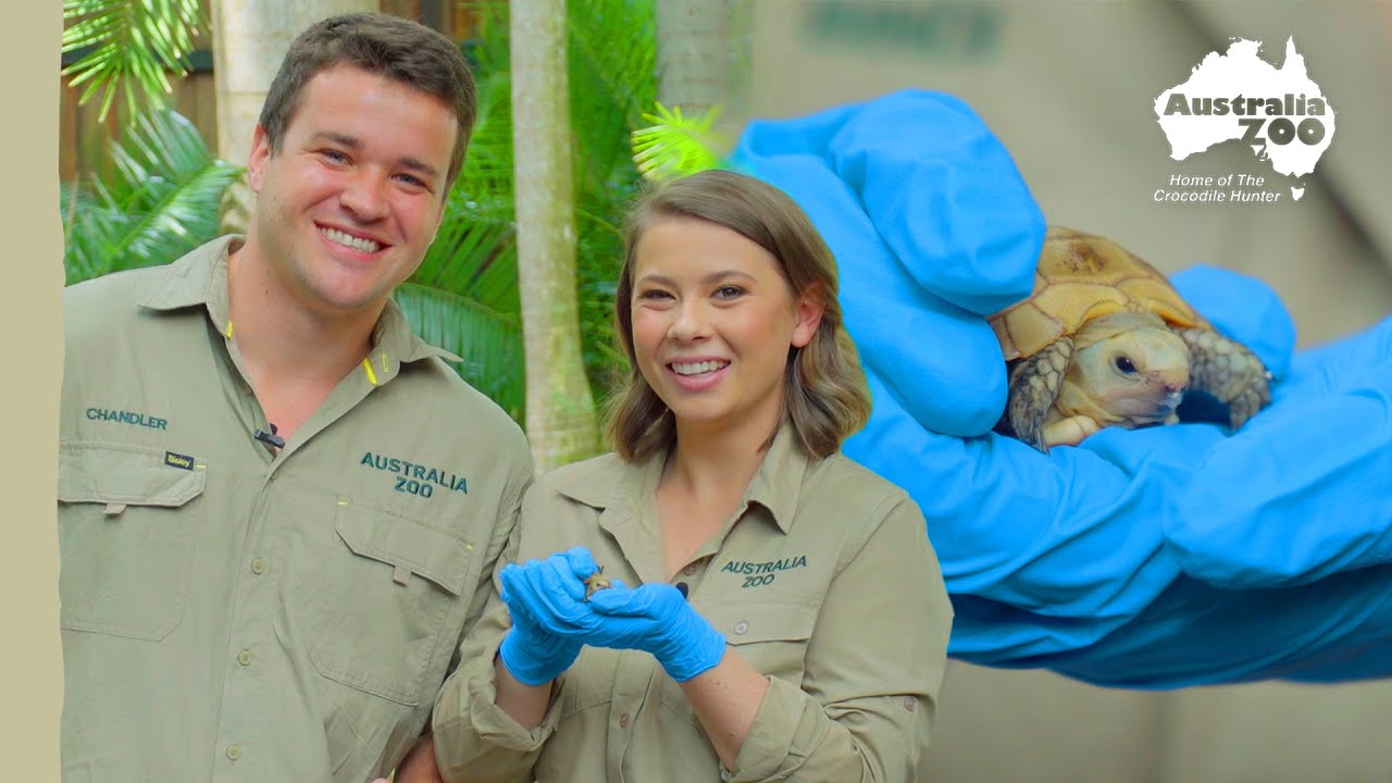 Bindi, Chandler and a tiny tortoise | Australia Zoo Life - YouTube