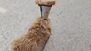 Xiaole Shares Rescue Experience, Specializing In Treating Disobedient Dogs by THE Barber Rescues Stray Dogs 625 views 2 weeks ago 8 minutes, 4 seconds