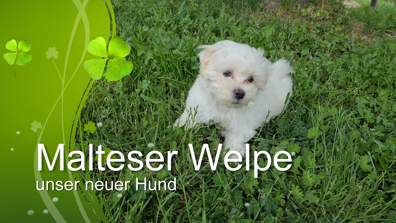Unser neuer Hund ein Malteser Welpe