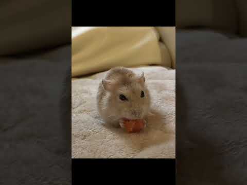 ななちゃん🐹
