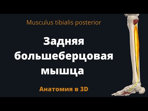 Задняя большеберцовая мышца. Musculus tibialis posterior. Анатомия в 3D.