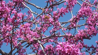 Western Redbud - California Native Dry Shade Garden - Ep.12 screenshot 5