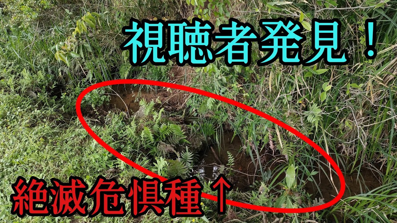 Habitats of endangered species discovered by our viewers!! - YouTube