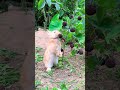 يأكل الأرنب البيض الحلو والحامض خطة الظهور اللطيفة للحيوانات الأليفة الأرنب اللطيفة القروية الحي يأكل الأرنب البيض الحلو والحامض خطة الظهور اللطيفة للحيوانات الأليفة الأرنب اللطيفة القروية الحي