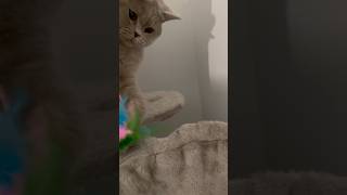 Sylvie patting her toy❤️🥺🥺❤️#cute#viral#kitten#britishshorthair#lilac#blowup#adorable Sylvie patting her toy❤️🥺🥺❤️#cute#viral#kitten#britishshorthair#lilac#blowup#adorable