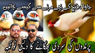 How to servive Java and Finch Chicks | Birds Winter Care Tips | Java Sparrow | Finches@duabirds007