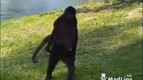 Monkey Swagger - Lồng Tiếng Pa Cô (A Lưới)