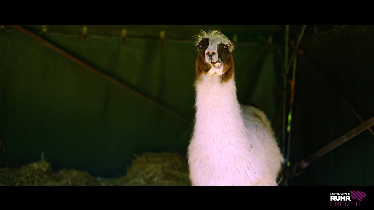 Revierpark Nienhausen ☀️ I Imagevideo