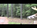 SHOC 2010: Epic Deer