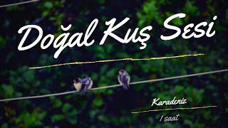 Karadenizde Doğal Kuş Sesleri