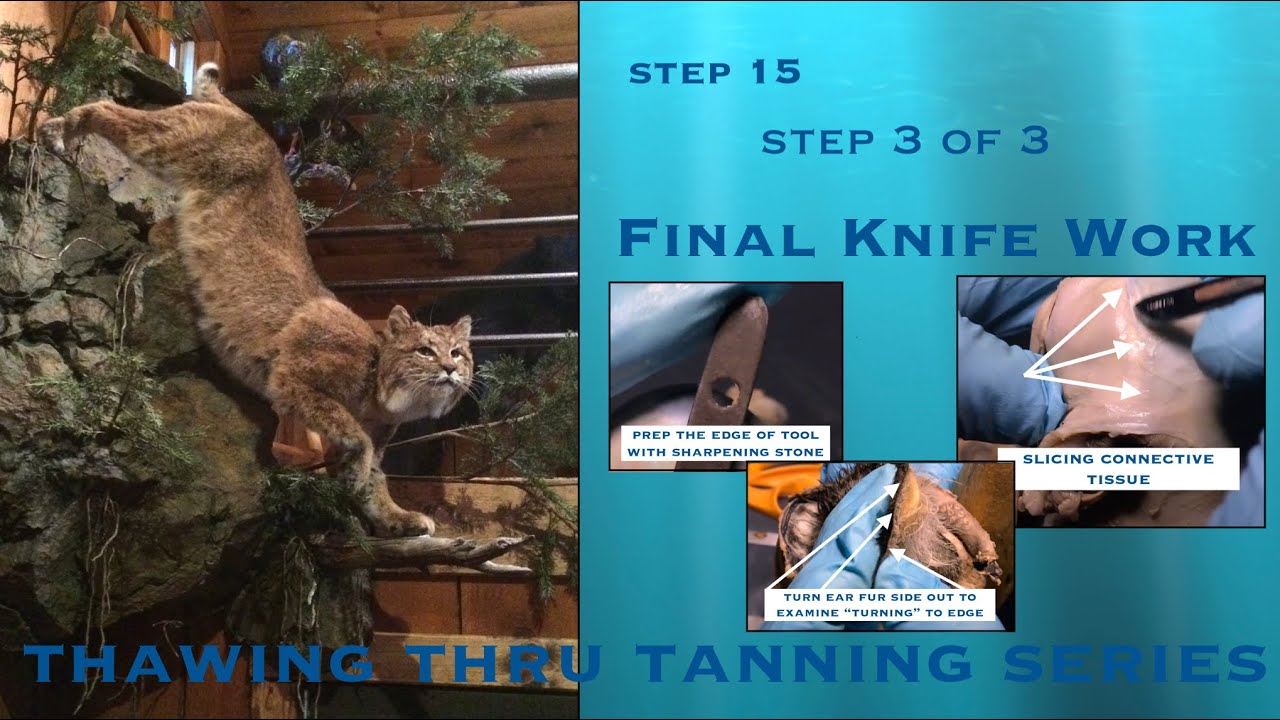 STEP 15 of 43 Final Knife Work EARS 3 of 3 YouTube
