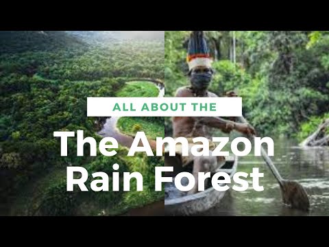 Amazon Rain Forest | Amazon Rain Forest | Amazon Rain Forest With Corona Pandemic | English