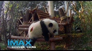 IMAX Pandas April 2018 15 Rev 2