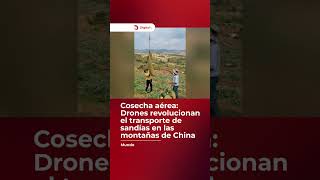 Drones de carga revolucionan la cosecha de sandías en las montañas de China. 🍉