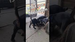 Djt Von Doodshörn F - Wurf