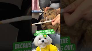 Because of a cold, the cat’s nose is clearing out.#CatCold #CatHealth #PetCareUSA #AmericanPetLovers