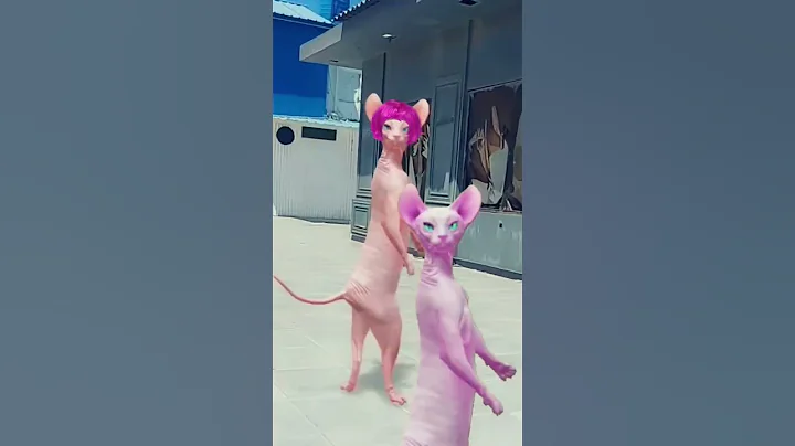 Video 10634831: sphynx cat cute pets, sphynx pets cat funny, cute cat beautiful dance, cat cute beautiful love, beautiful cats living