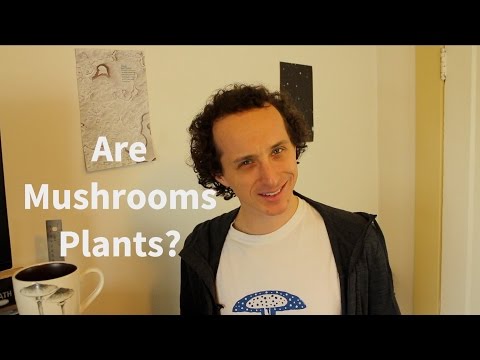 Are Mushrooms Plants?