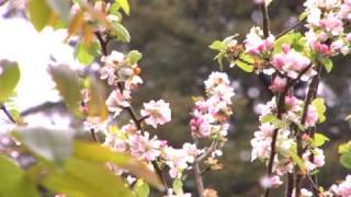 Panasonic AG-DVX100B Test DOF and Shutter