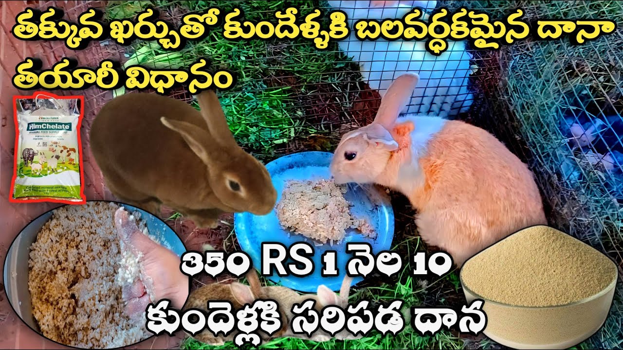 how-to-prepare-rabbit-feed-at-home-for-healthy-growth-in-telugu