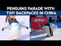 Penguins Parade In Tiny Backpacks For Winter Visitors In China's Harbin