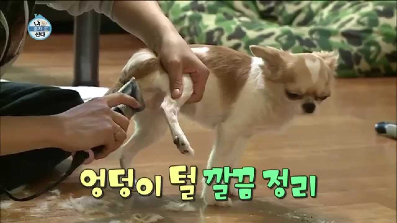 [Living Alone] Amber,self-styling for pets! 엠버, 반려견 미용 직접해! [나 혼자 산다] 20150306