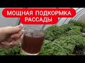 БЕШЕНЫЙ рост рассады за несколько дней. Рассада толстеет на глазах