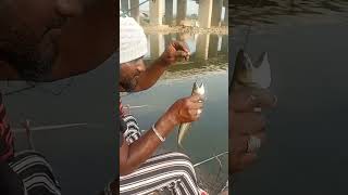 Fish Beby Release Please Subscribe Fish Hunter Anwar
