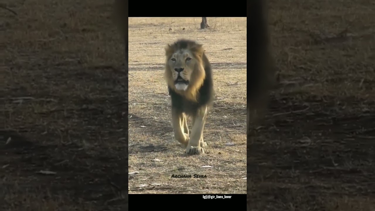 the make Asiatic Lion Roaring at Gir Forest 🦁||sasan gir forest||Gir National Park