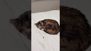 .Chan98 Sleeping Beauty Lol