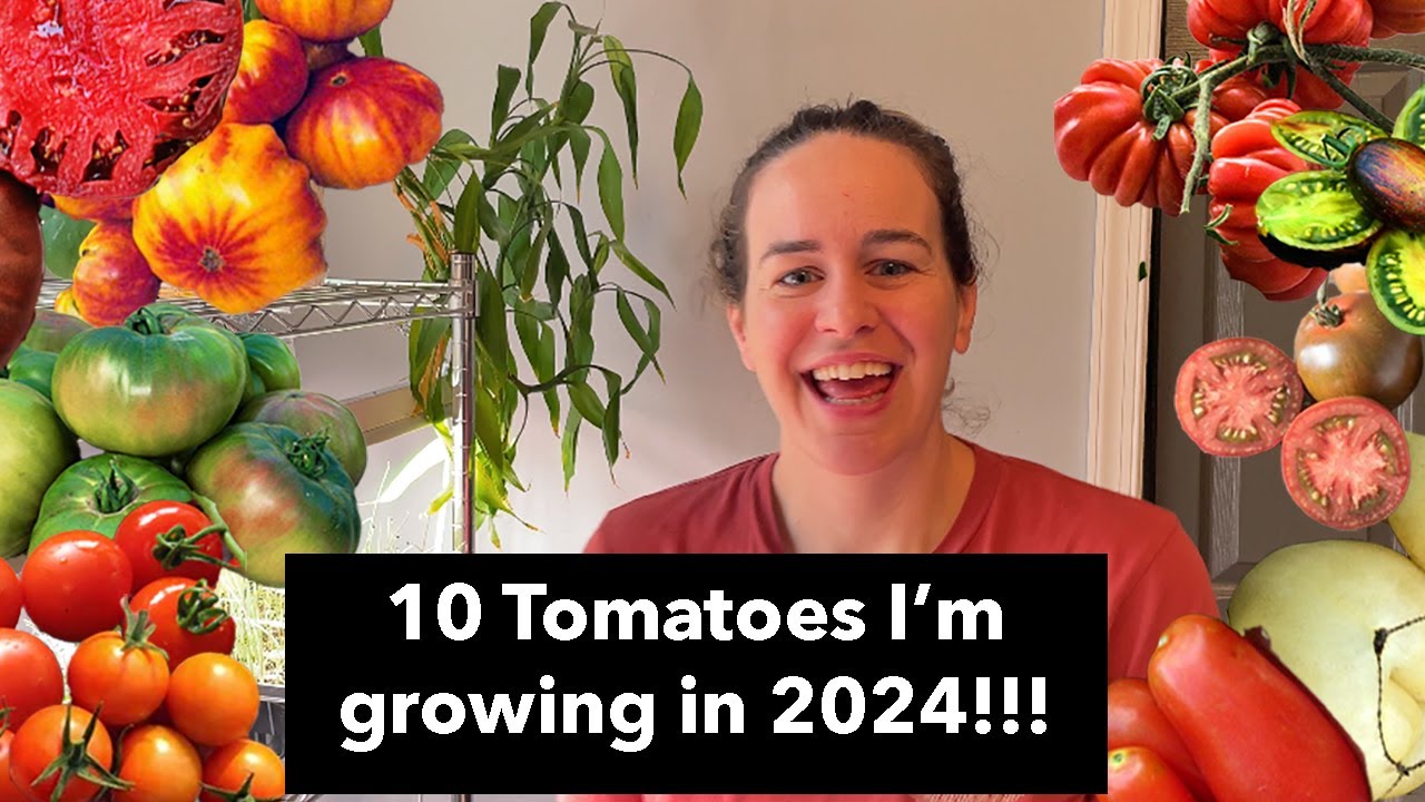 The TEN BEST Tomato seeds that I am growing in 2024!