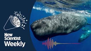Do sperm whales have an alphabet? | New Scientist Weekly podcast 249