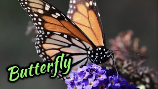 Puzzle Butterfly screenshot 5