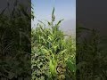 عبدالباسط يمه قولي لي ابي معادنش راعيه