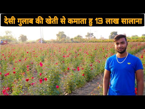 देसी गुलाब की खेती से करें अच्छी आय | Gulab ki kheti start kaise kare | Desi Rose Farming