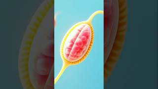 What is Integumentary System? | Skin, Hair Nails &amp; Glands Explained