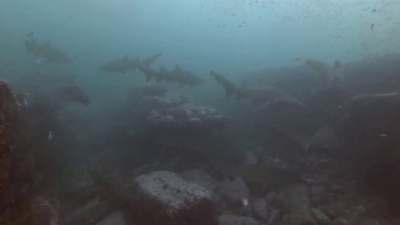 Heaps of Grey Nurse sharks Sydney shark diving @ Apartments best dive site