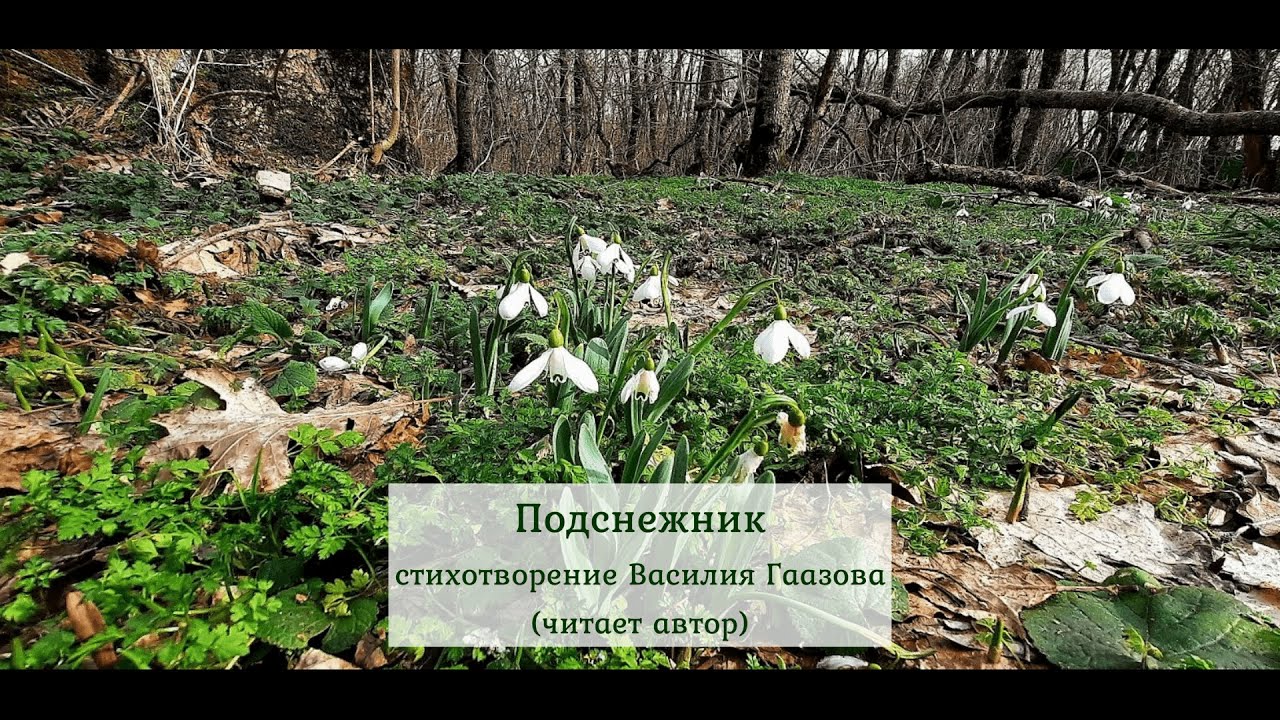 Александрова подснежник стихотворение. Соловьева Подснежник. Александрова Подснежник. Соловьева Подснежник стихотворение.